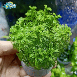 Cây Tiểu Bảo Tháp