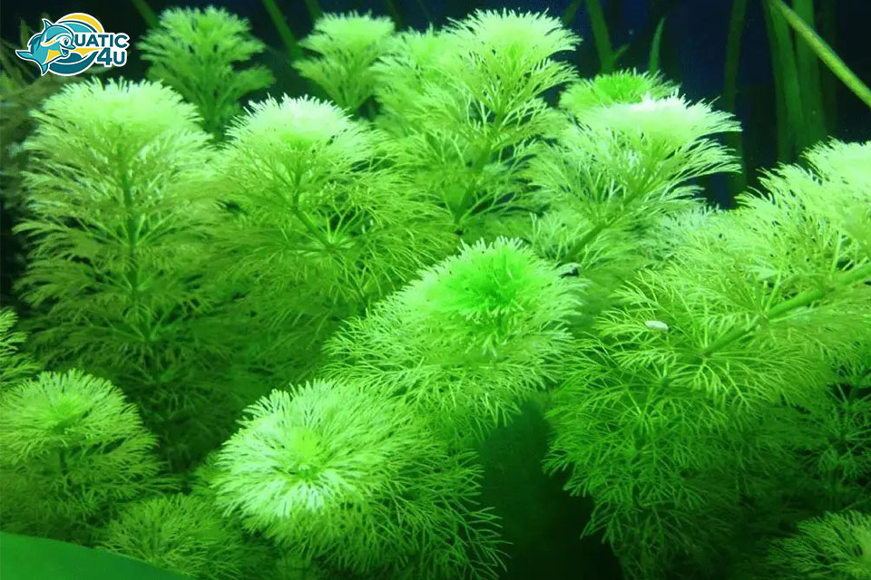 Cách Trồng và Chăm Sóc Cây Tiểu Bảo Tháp Cách Trồng và Chăm Sóc Cây Tiểu Bảo Tháp