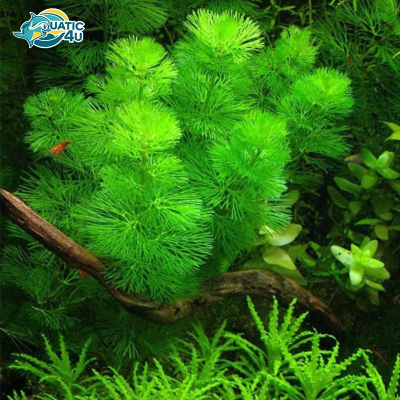 cay-tieu-bao-thap-4 cay tieu bao thap 4 3