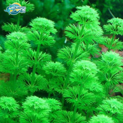 cay tieu bao thap 5 8