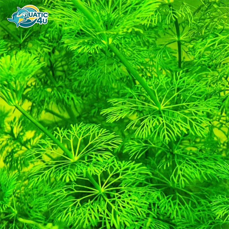 cay-tieu-bao-thap-6 cay tieu bao thap 6 5