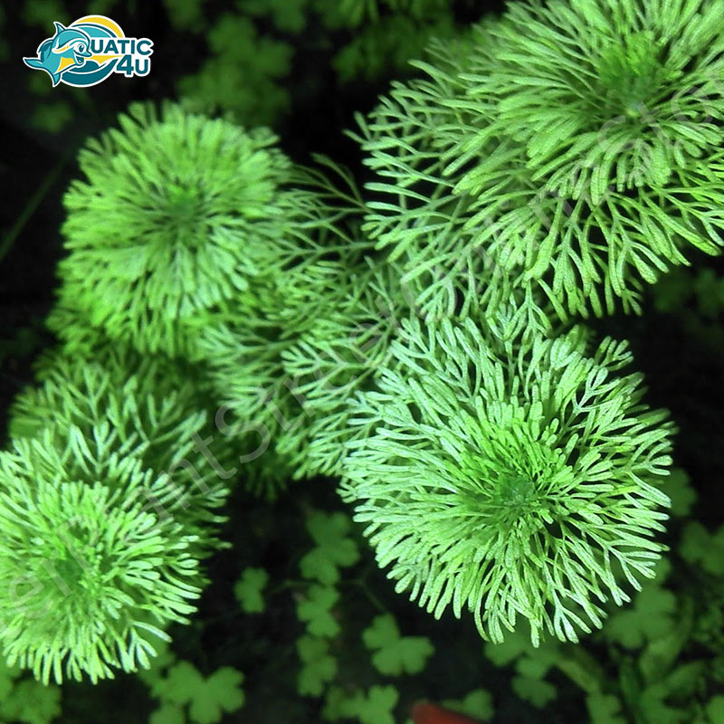 cay-tieu-bao-thap-7 cay tieu bao thap 7 6