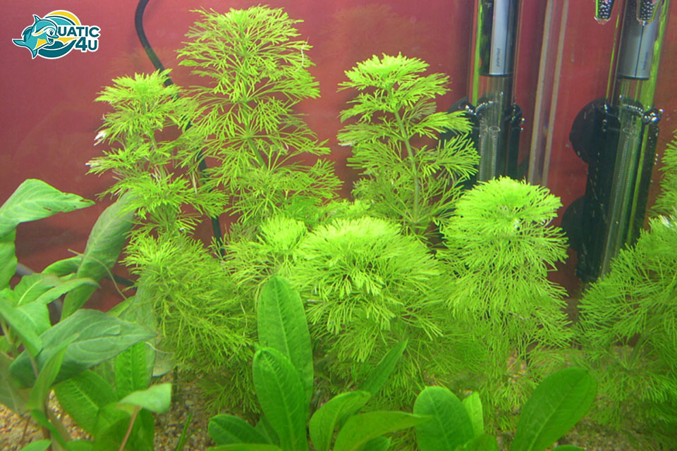 Cây Tiểu Bảo Tháp Cây Tiểu Bảo Tháp