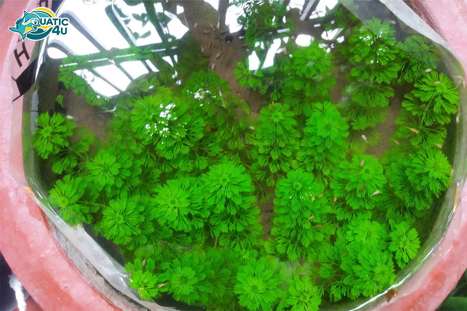 Cây Tiểu Bảo Tháp Cây Tiểu Bảo Tháp