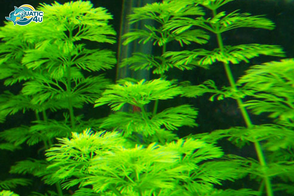 Giới Thiệu Chung Về Cây Tiểu Bảo Tháp thuỷ sinh Giới Thiệu Chung Về Cây Tiểu Bảo Tháp thuỷ sinh