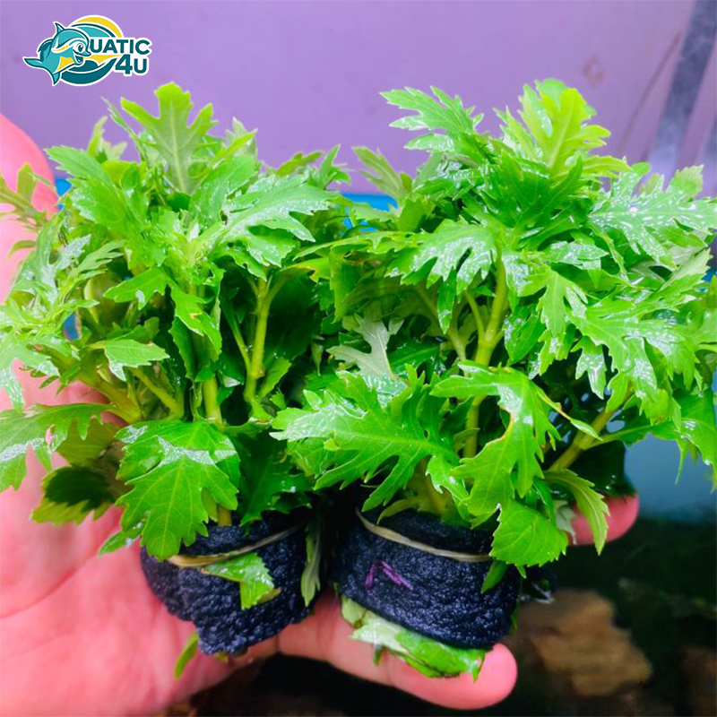 Cay-thuy-cuc Cay thuy cuc 3