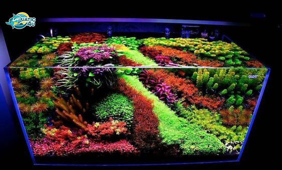 banner aquatic 4u 4 3