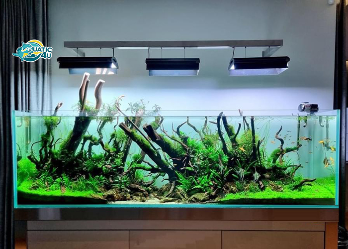 banner aquatic 4u 5 4