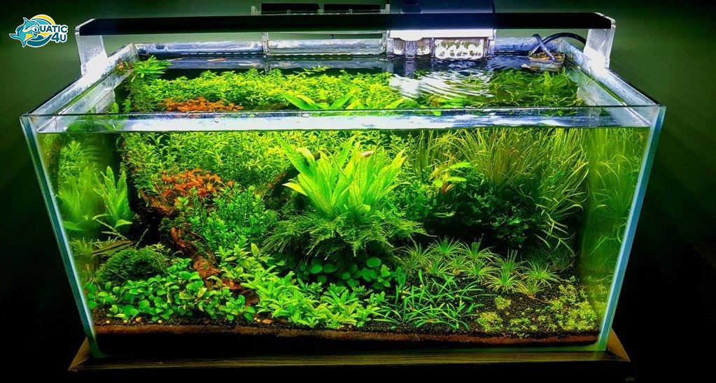 banner aquatic 4u 6 5