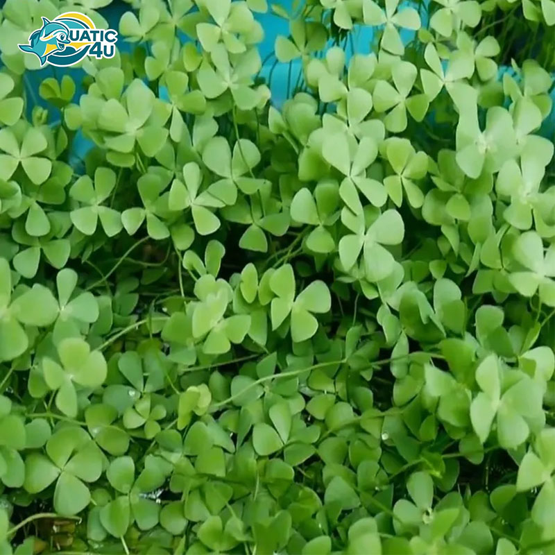 cay-co-bo-4-la-2 cay co bo 4 la 2 6