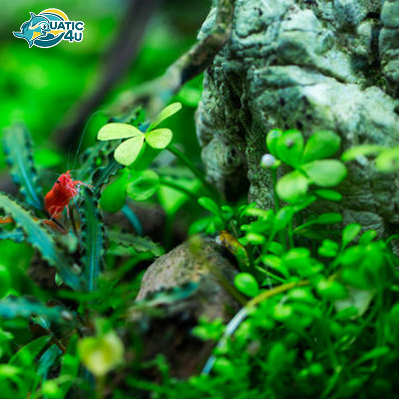 cay-co-bo-4-la-3 cay co bo 4 la 3 4