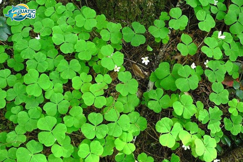 Điều kiện phát triển cây cỏ bợ 4 lá thuỷ sinh Điều kiện phát triển cây cỏ bợ 4 lá thuỷ sinh