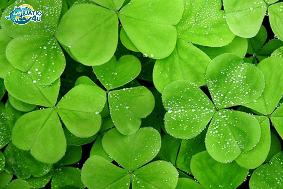 Cây cỏ bợ 4 lá Cây cỏ bợ 4 lá