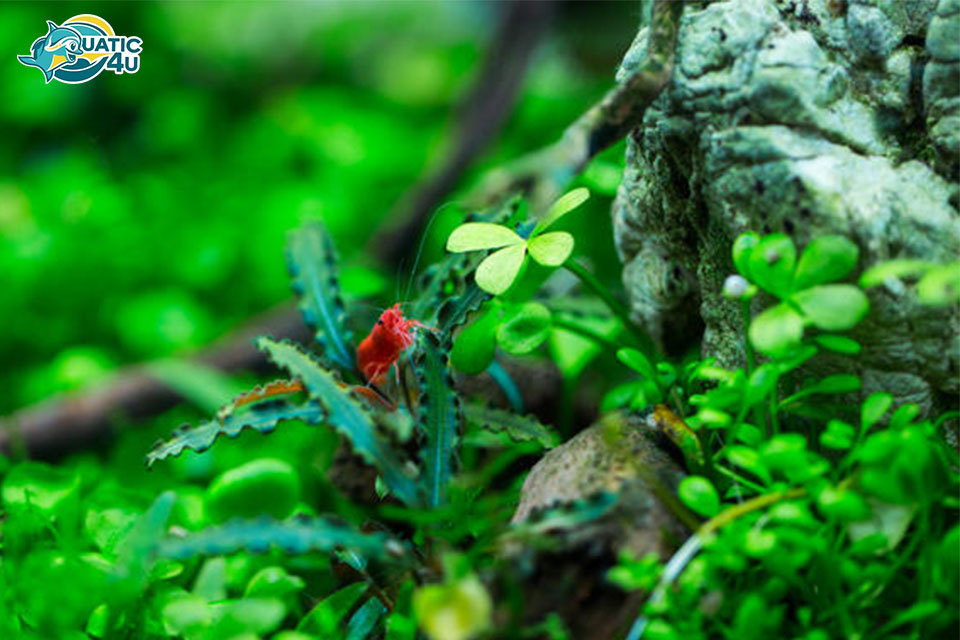 cây cỏ bợ 4 lá cây cỏ bợ 4 lá