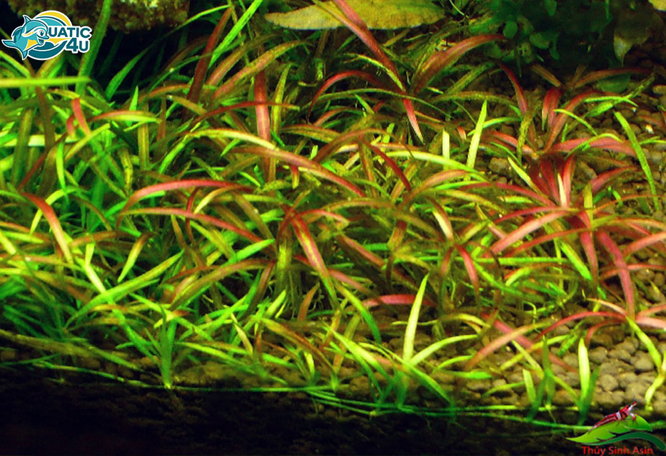 Cây Cỏ Đỏ Cây Cỏ Đỏ