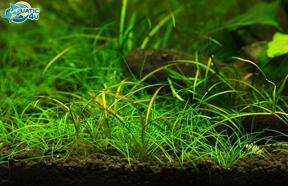 Cách chăm sóc Cây Cỏ Đỏ Cách chăm sóc Cây Cỏ Đỏ