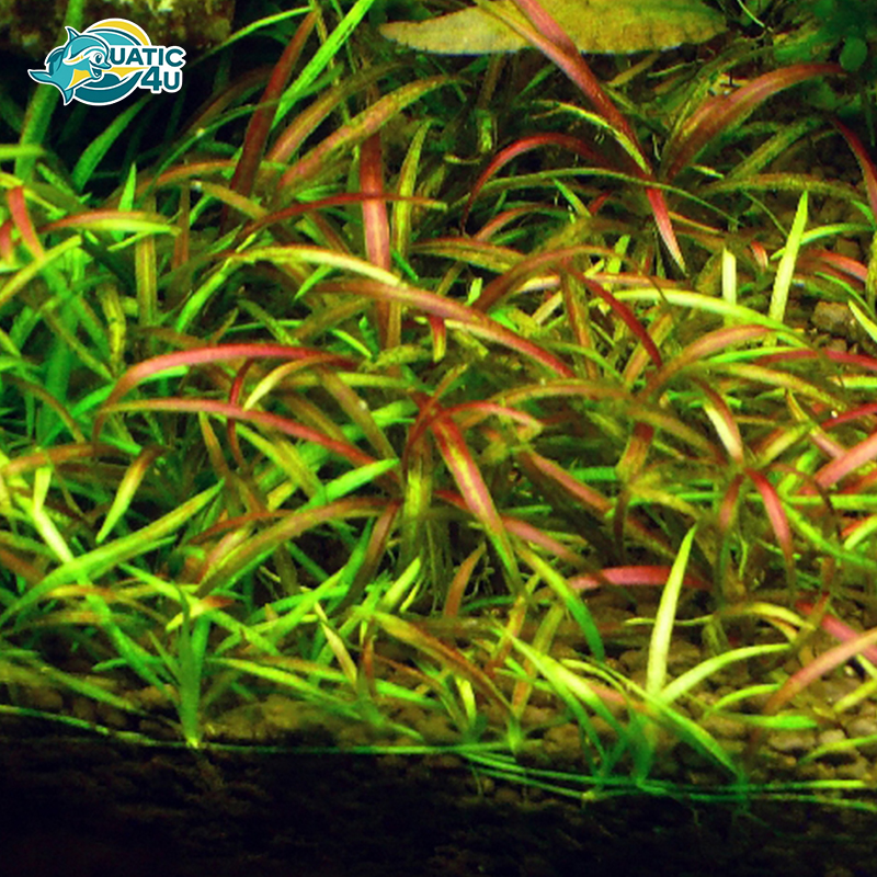 cay-co-do cay co do 3