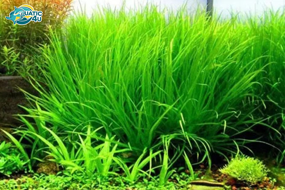 Cách chăm sóc Cây Cỏ Nhật