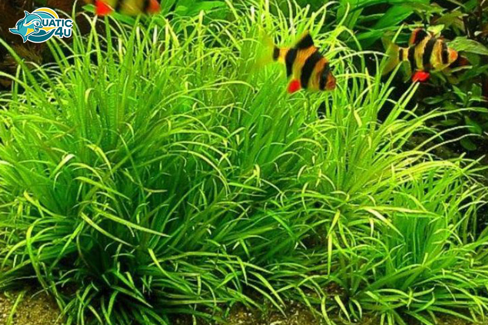 Giới thiệu về Cây Cỏ Nhật