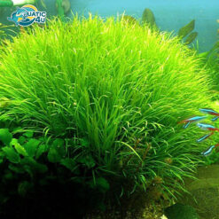 cay co nhat 6 7