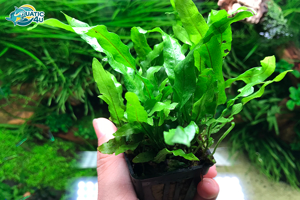 Cây Dương Xỉ Mỹ Nhân