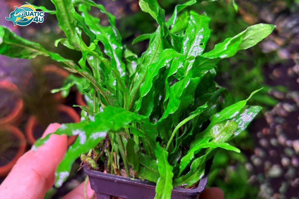 Giới thiệu về Dương Xỉ Mỹ Nhân