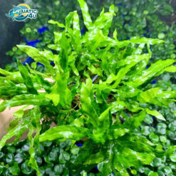 cay duong xi my nhan 4 8