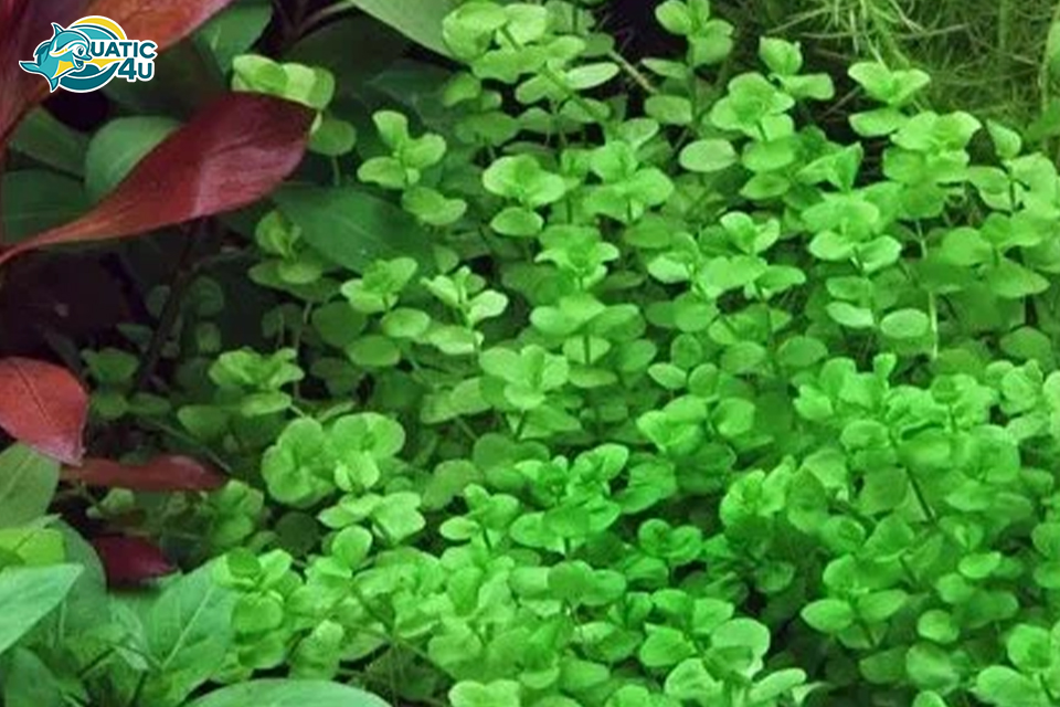 Cách trồng và chăm sóc cây Kim Tiền Thảo Cách trồng và chăm sóc cây Kim Tiền Thảo