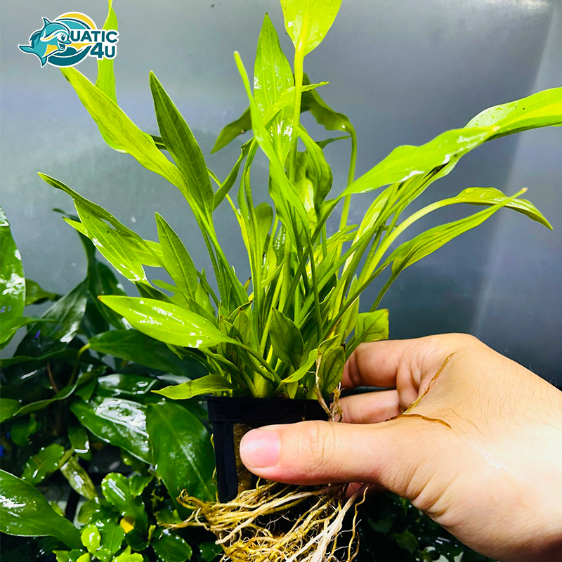 cay-lan-nuoc cay lan nuoc 1 4