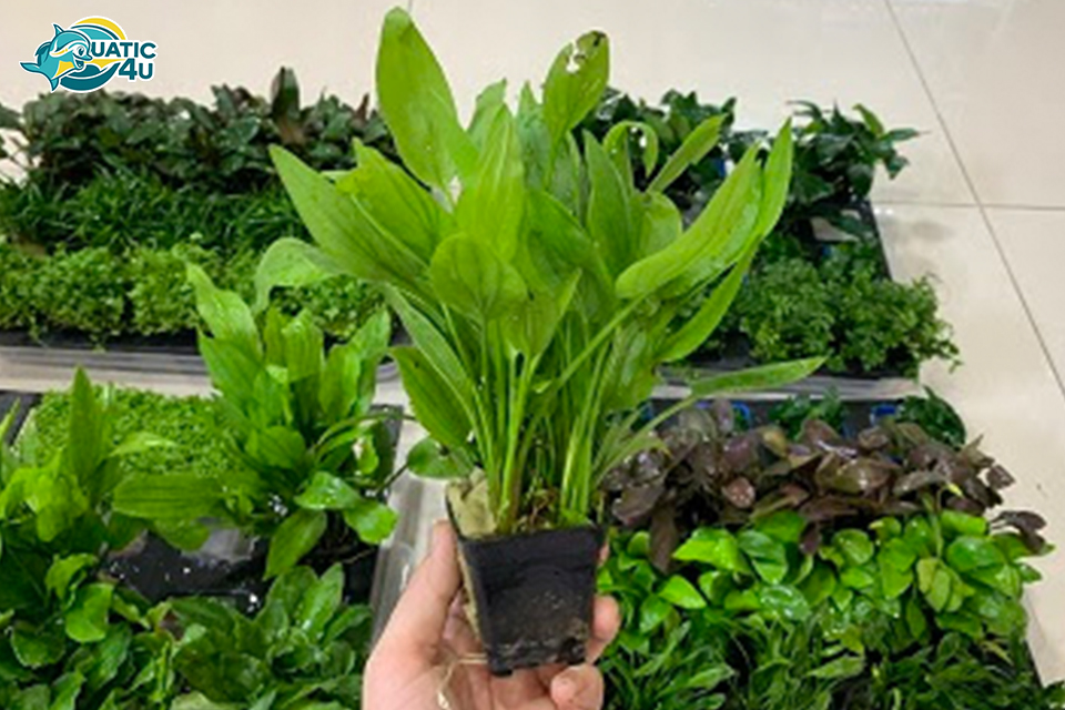 Đặc Điểm Nổi Bật Của Cây Lan Nước Đặc Điểm Nổi Bật Của Cây Lan Nước