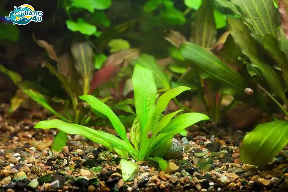 Các Loại Cây Lan Nước Phổ Biến Các Loại Cây Lan Nước Phổ Biến