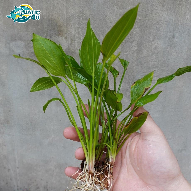 cay-lan-nuoc-6 cay lan nuoc 6 6