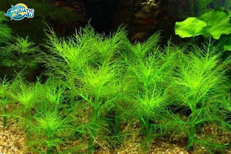 Cây Lông Công Cây Lông Công