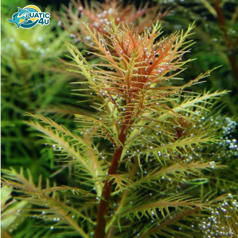 cay-long-cong 3 cay long cong 3 5