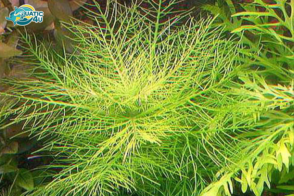 cách trồng và chăm sóc cây Lông Công cách trồng và chăm sóc cây Lông Công