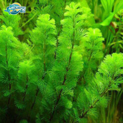 cay rong duoi chon 1 7