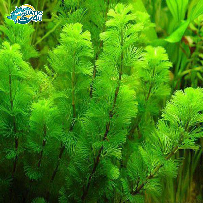 cay-rong-duoi-chon 1 cay rong duoi chon 1 4