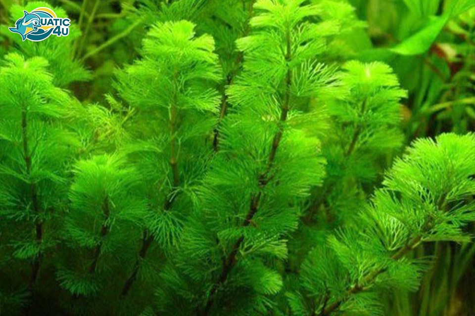 Đặc điểm sinh trưởng rong đuôi chồn Đặc điểm sinh trưởng rong đuôi chồn