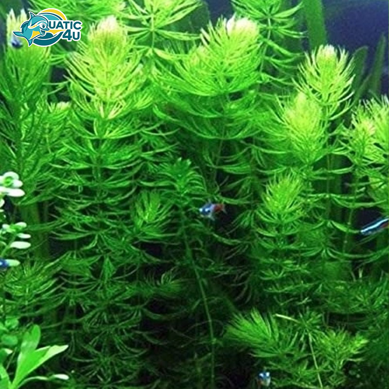 cay-rong-duoi-chon 3 cay rong duoi chon 3 5