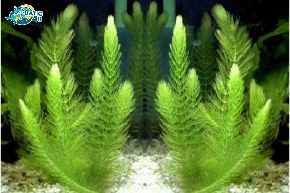 Đặc điểm hình thái cây rong đuôi chồn Đặc điểm hình thái cây rong đuôi chồn