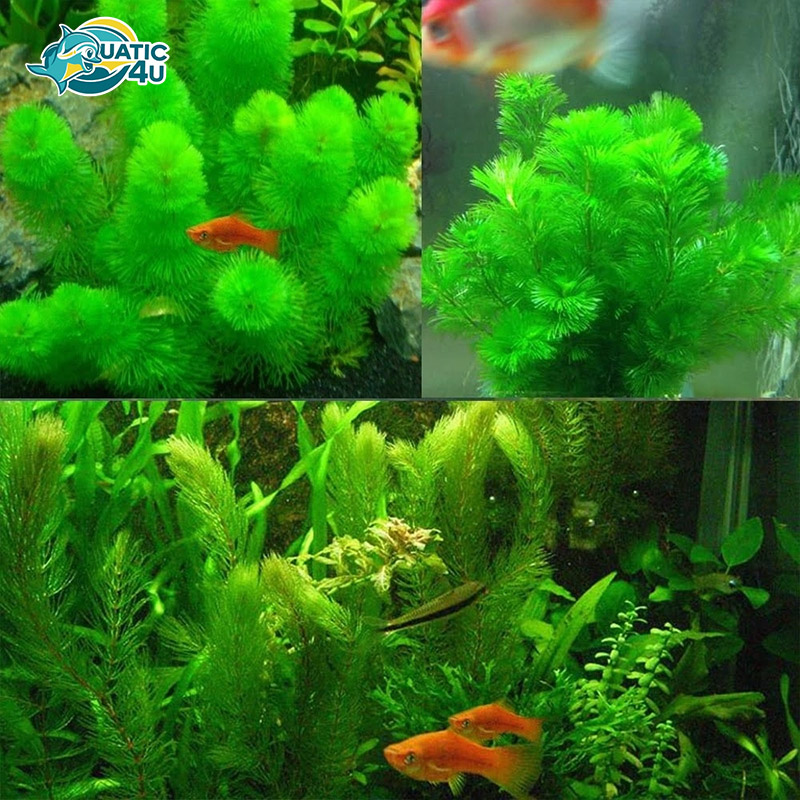 cay-rong-duoi-chon 5 cay rong duoi chon 5 6