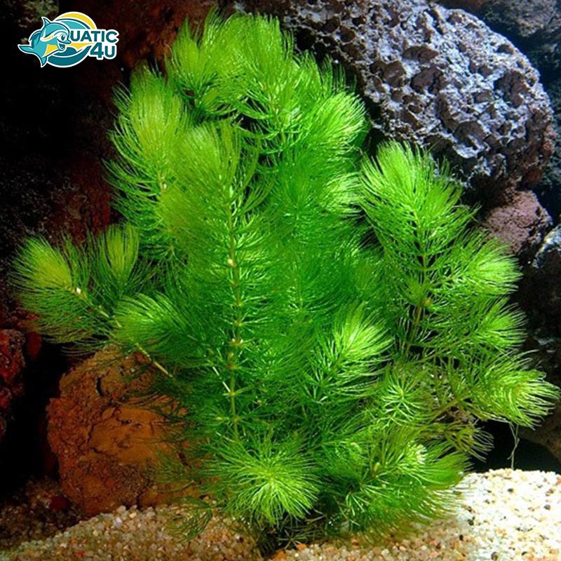 cay-rong-duoi-chon cay rong duoi chon 3