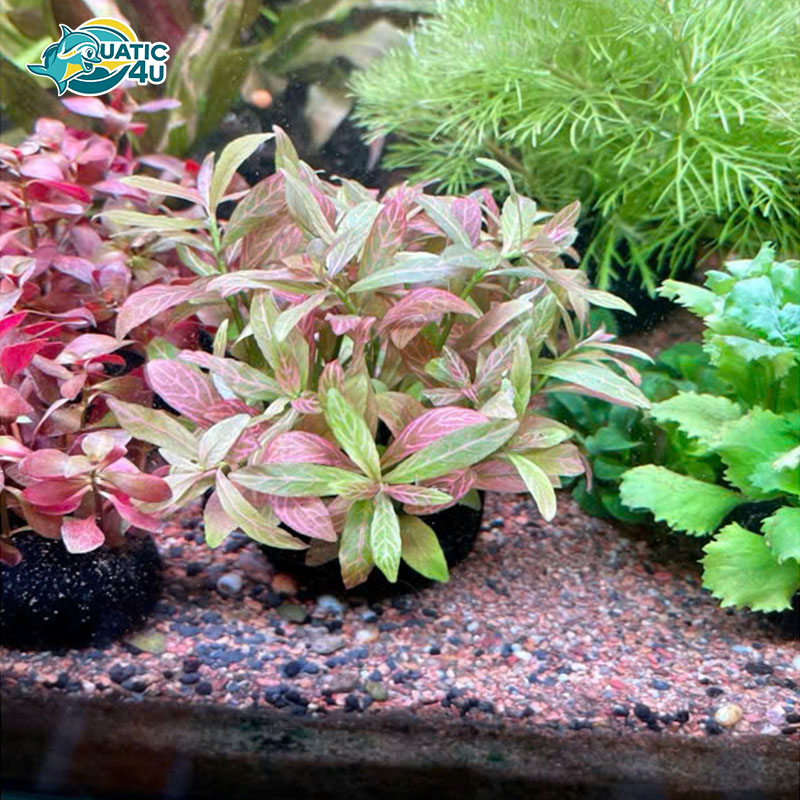 cay-sunset-2 cay sunset 2 5