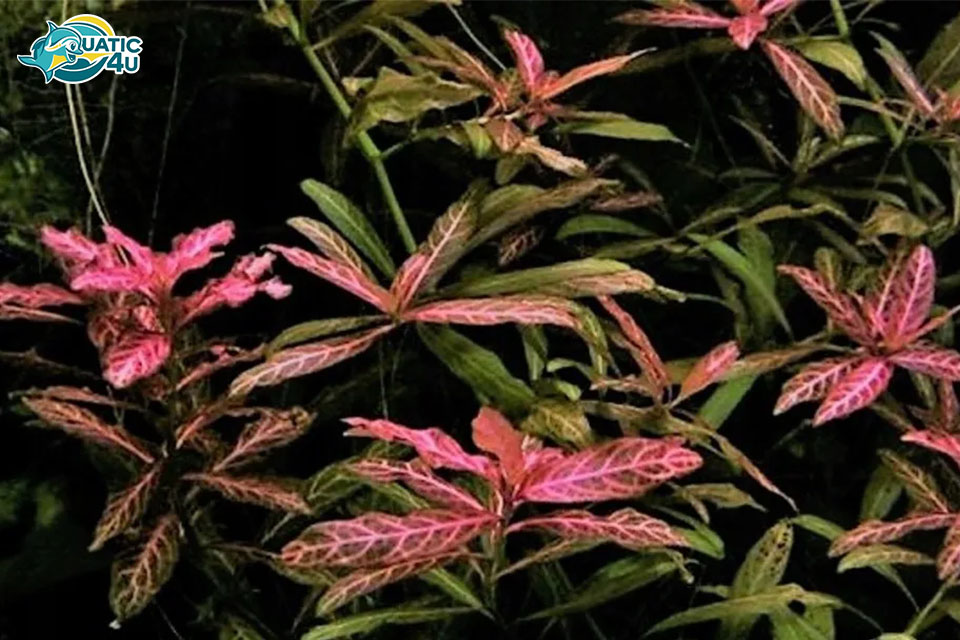 Điều kiện sinh trưởng cây sunset Điều kiện sinh trưởng cây sunset