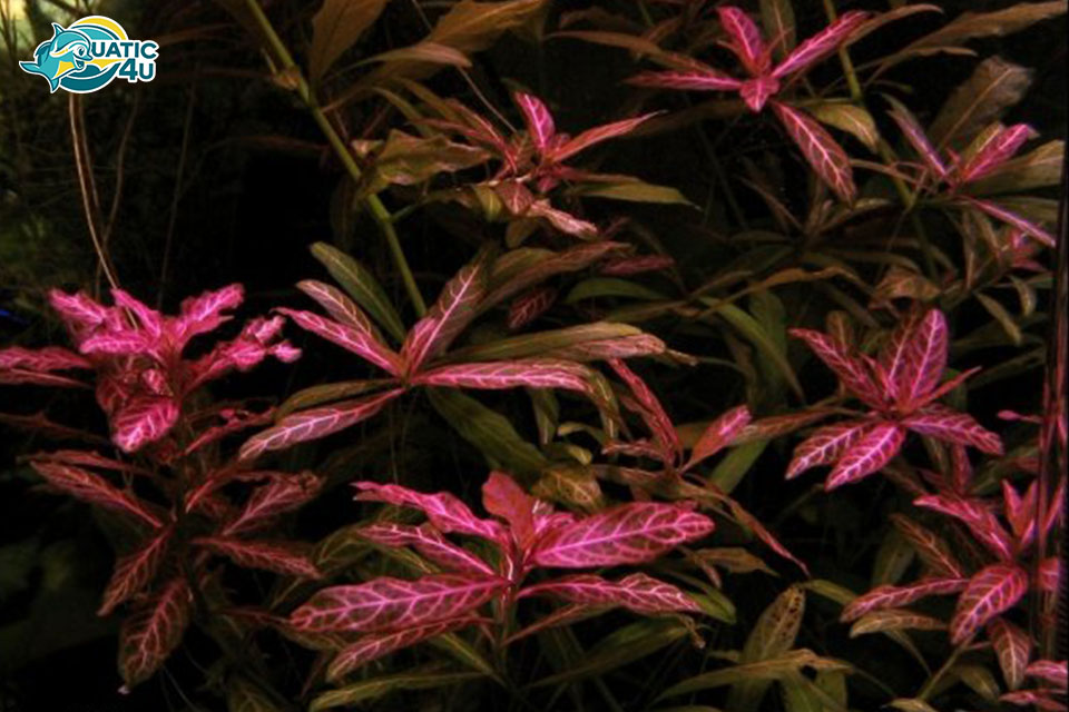 cây Sunset cây Sunset