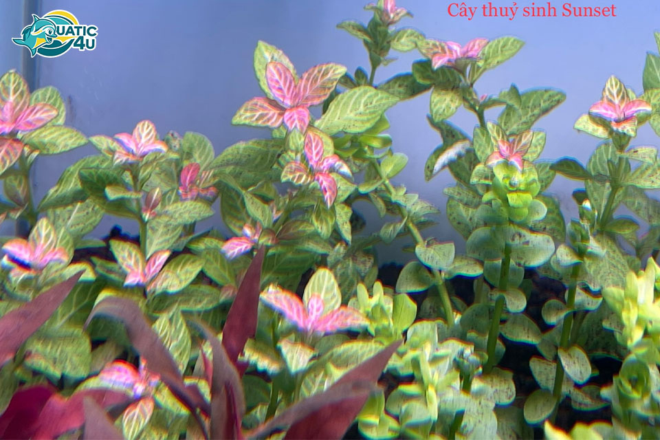 Cách trồng và chăm sóc cây Sunset thuỷ sinh Cách trồng và chăm sóc cây Sunset thuỷ sinh