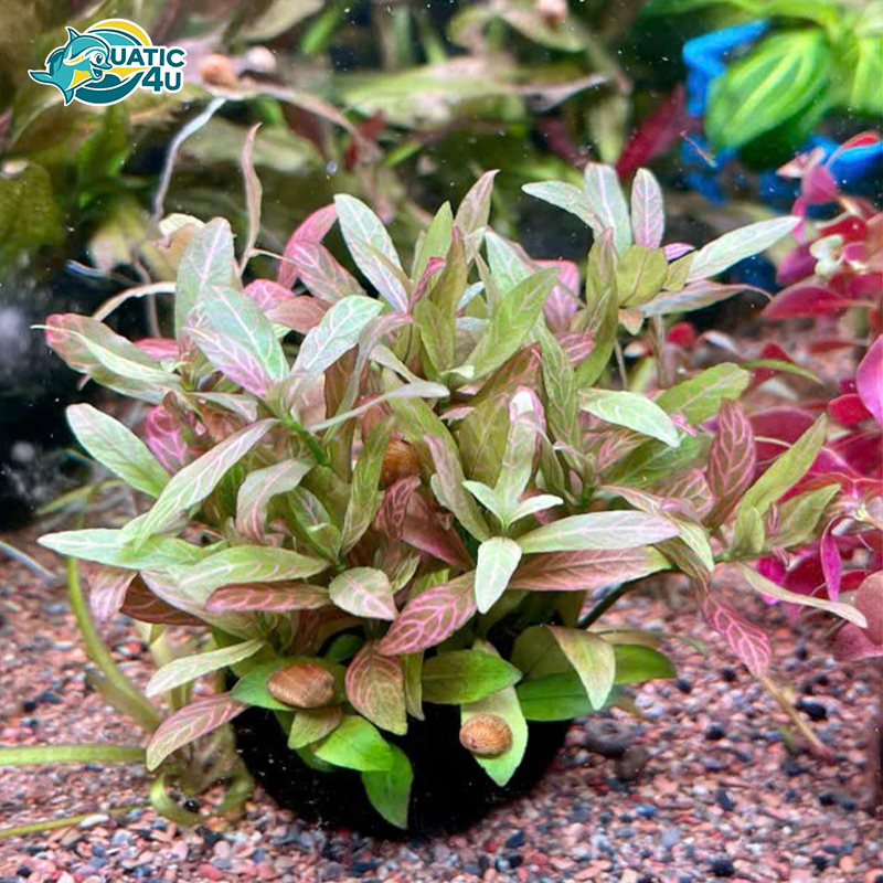 cay-sunset cay sunset 3