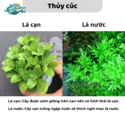 cay thuy cuc 5 8