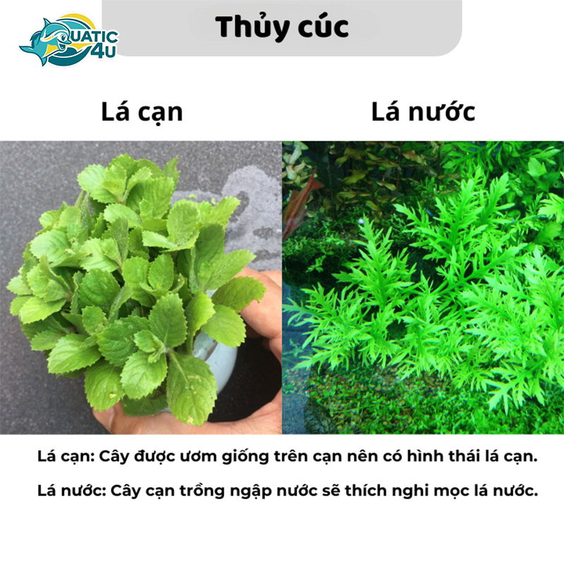 cay-thuy-cuc-5 cay thuy cuc 5 5