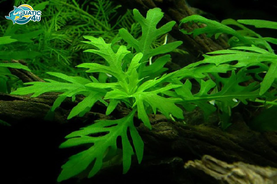 Cây Thủy Cúc Cây Thủy Cúc